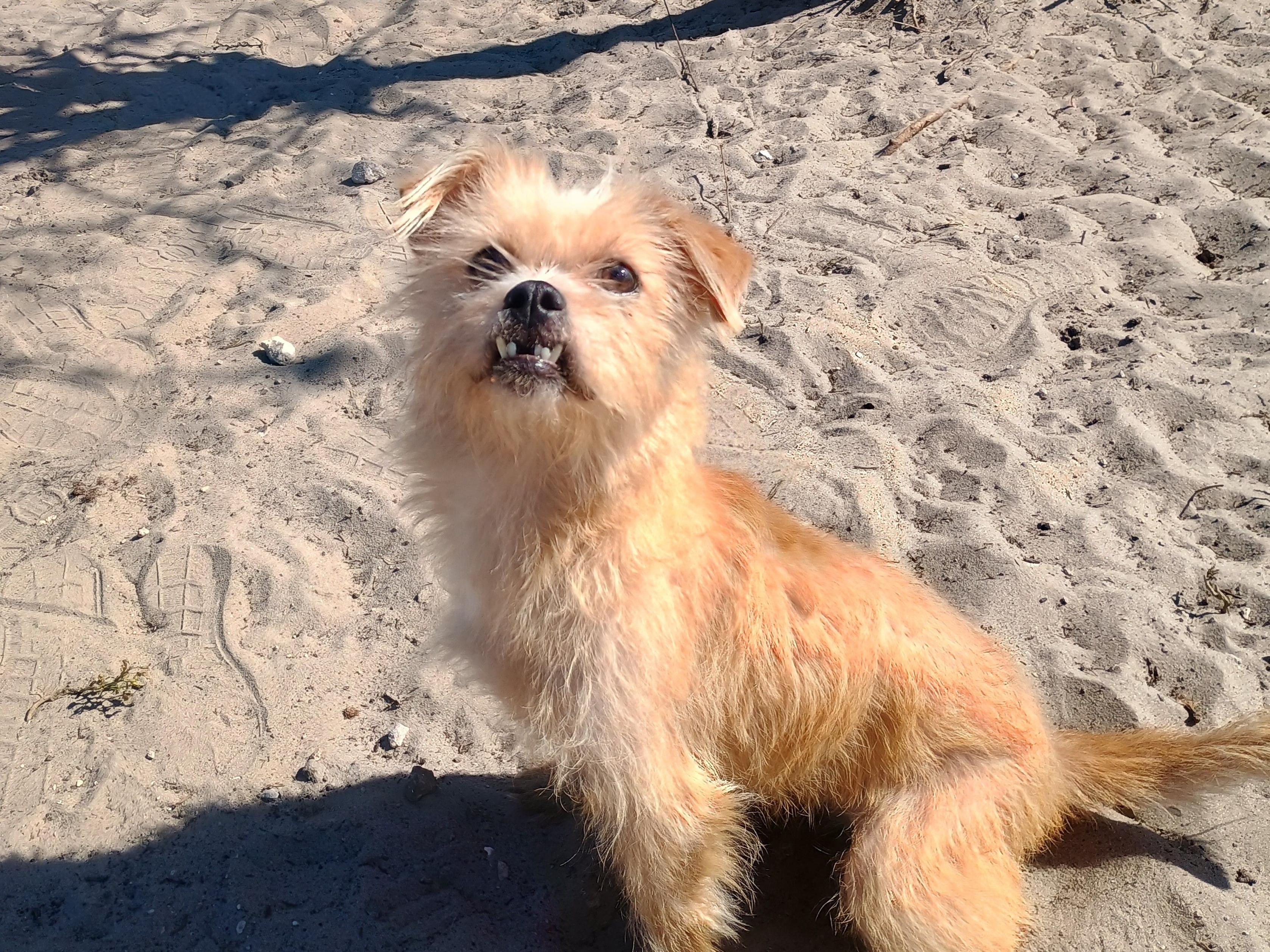 Sherri, an adopted mixed breed in New Port Richey, FL image 6/6