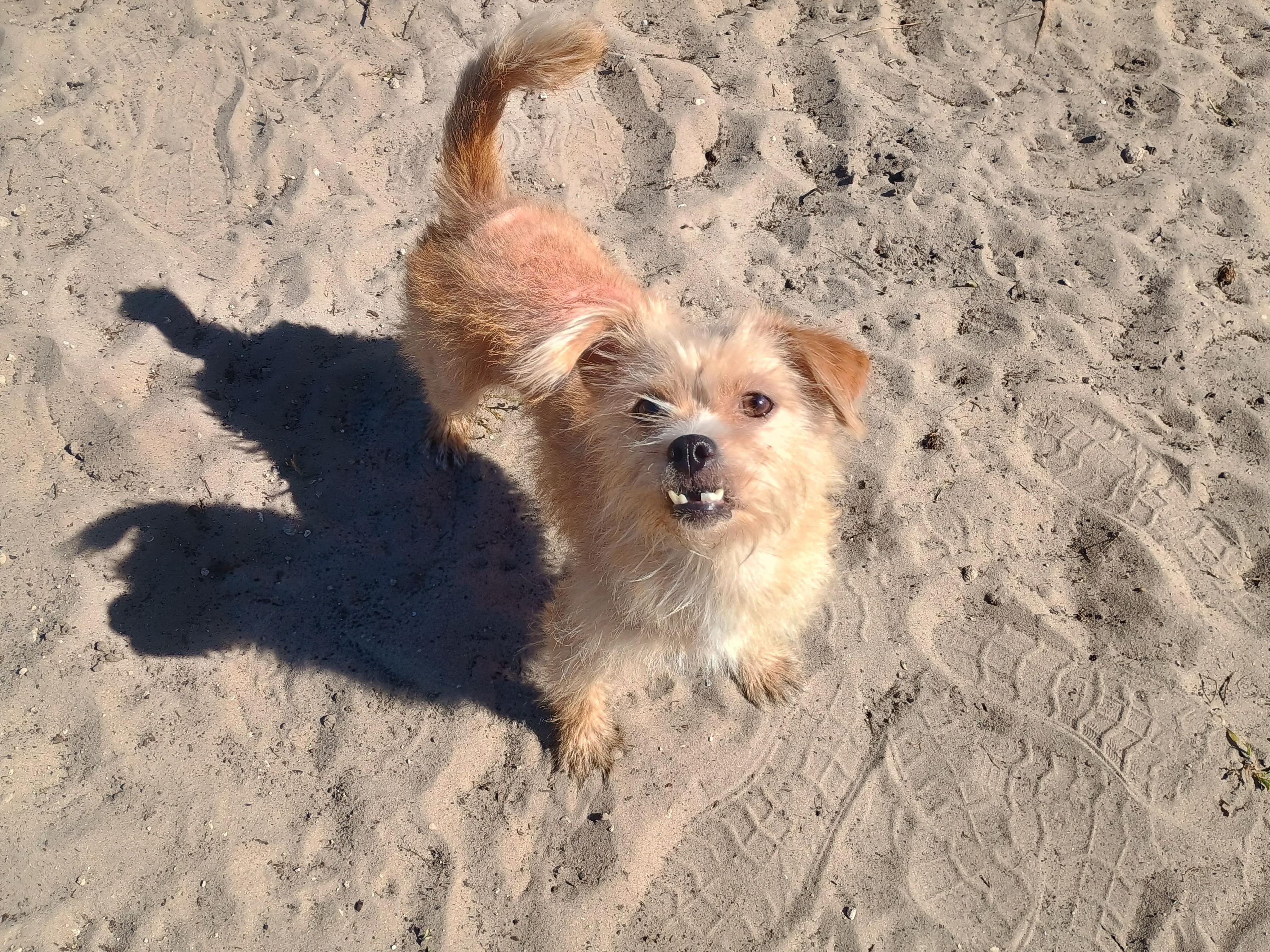 Sherri, an adopted mixed breed in New Port Richey, FL image 4/6