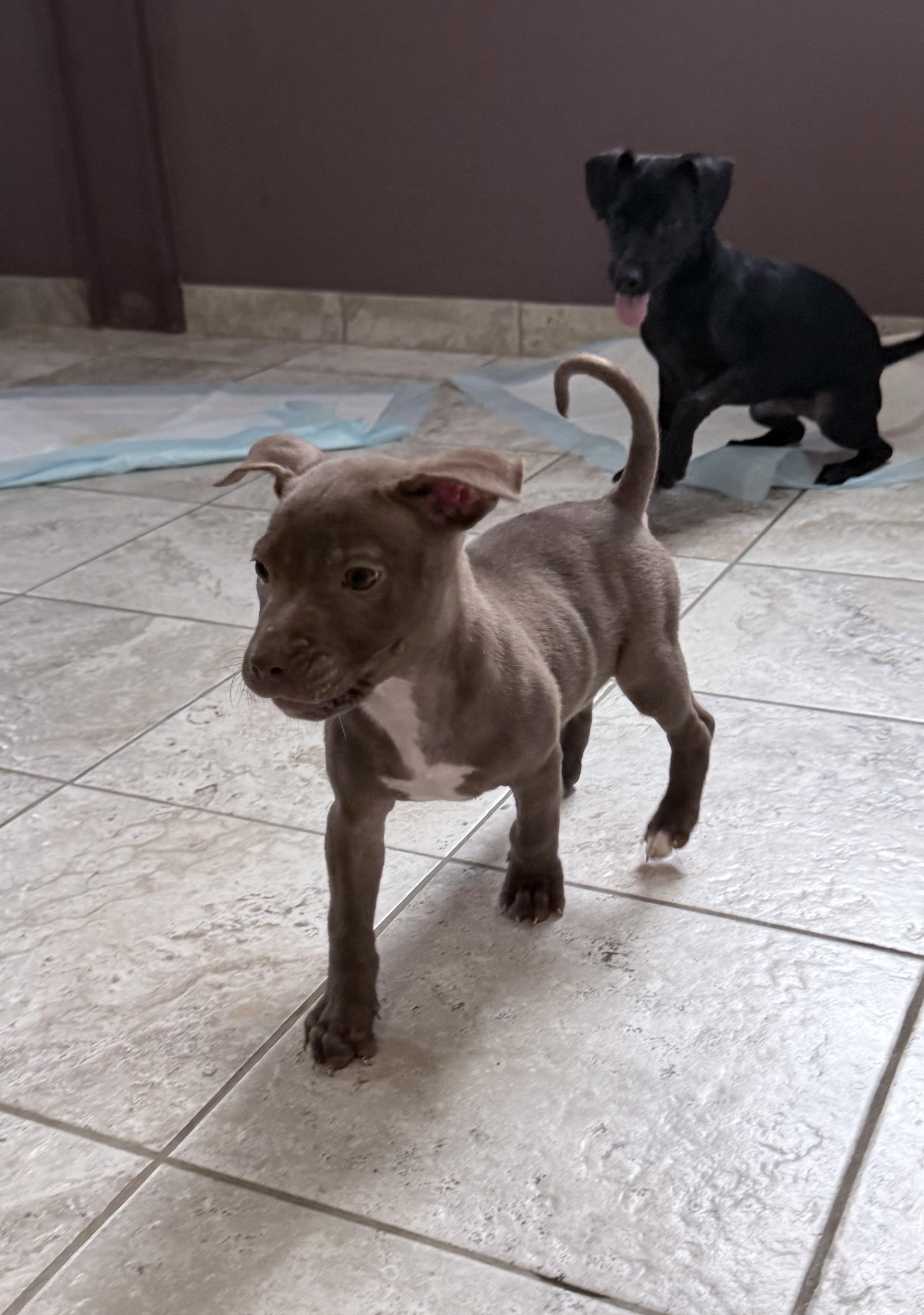 Enlarge Bram, a Adoptable mixed breed in Kentwood, MI image 3/6