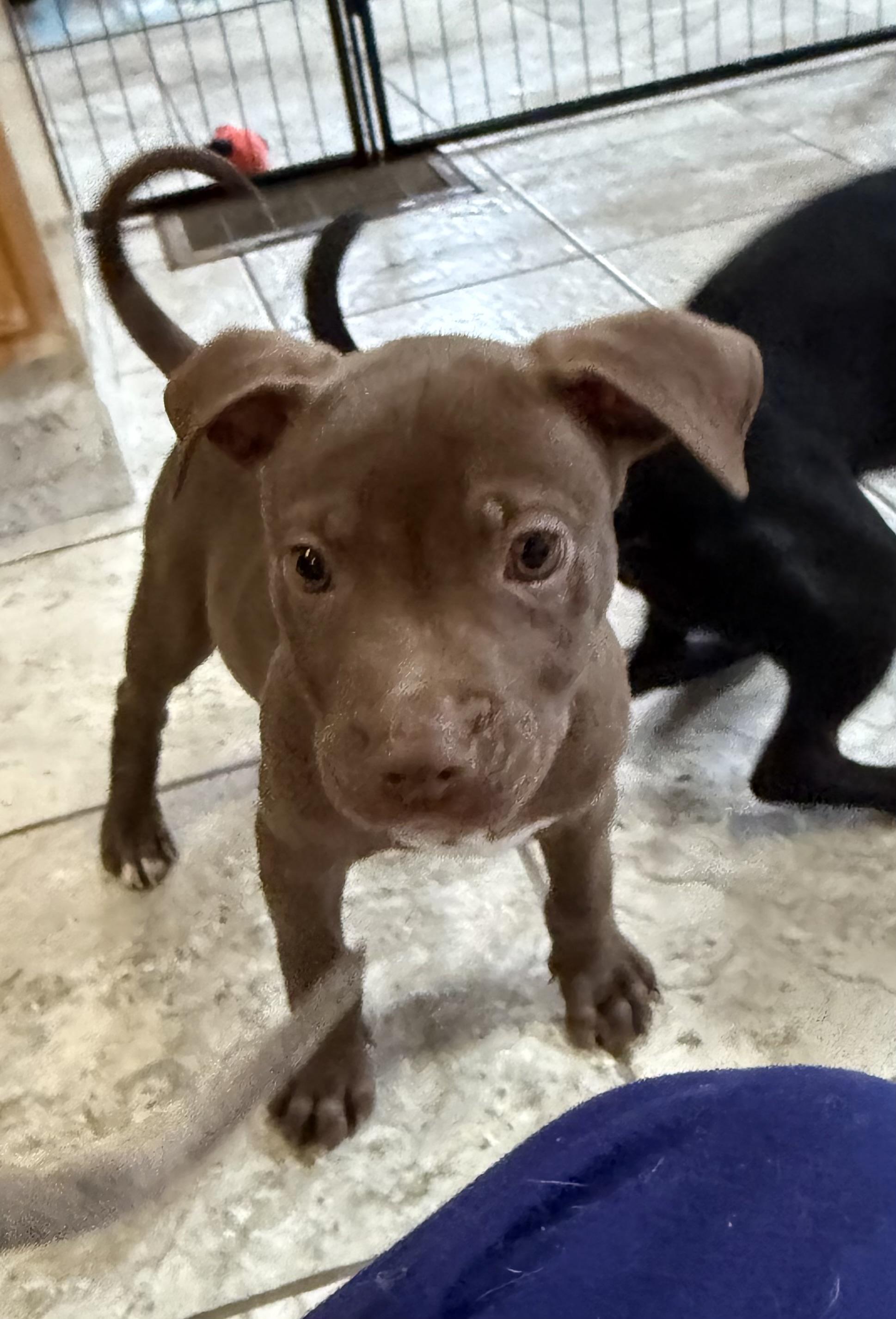 Enlarge Bram, a Adoptable mixed breed in Kentwood, MI image 2/6