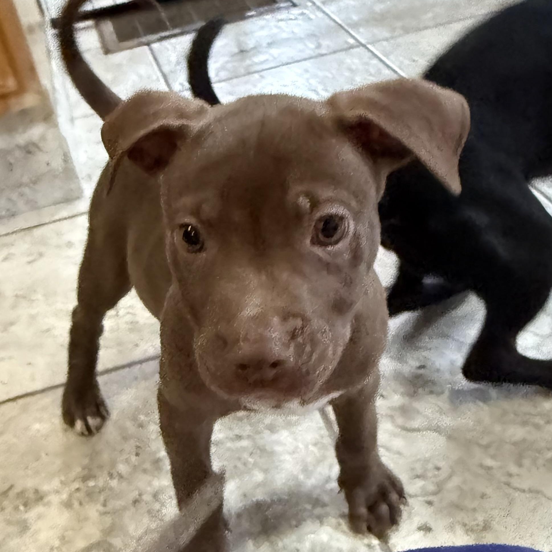 Enlarge Bram, a Adoptable mixed breed in Kentwood, MI image 5/6