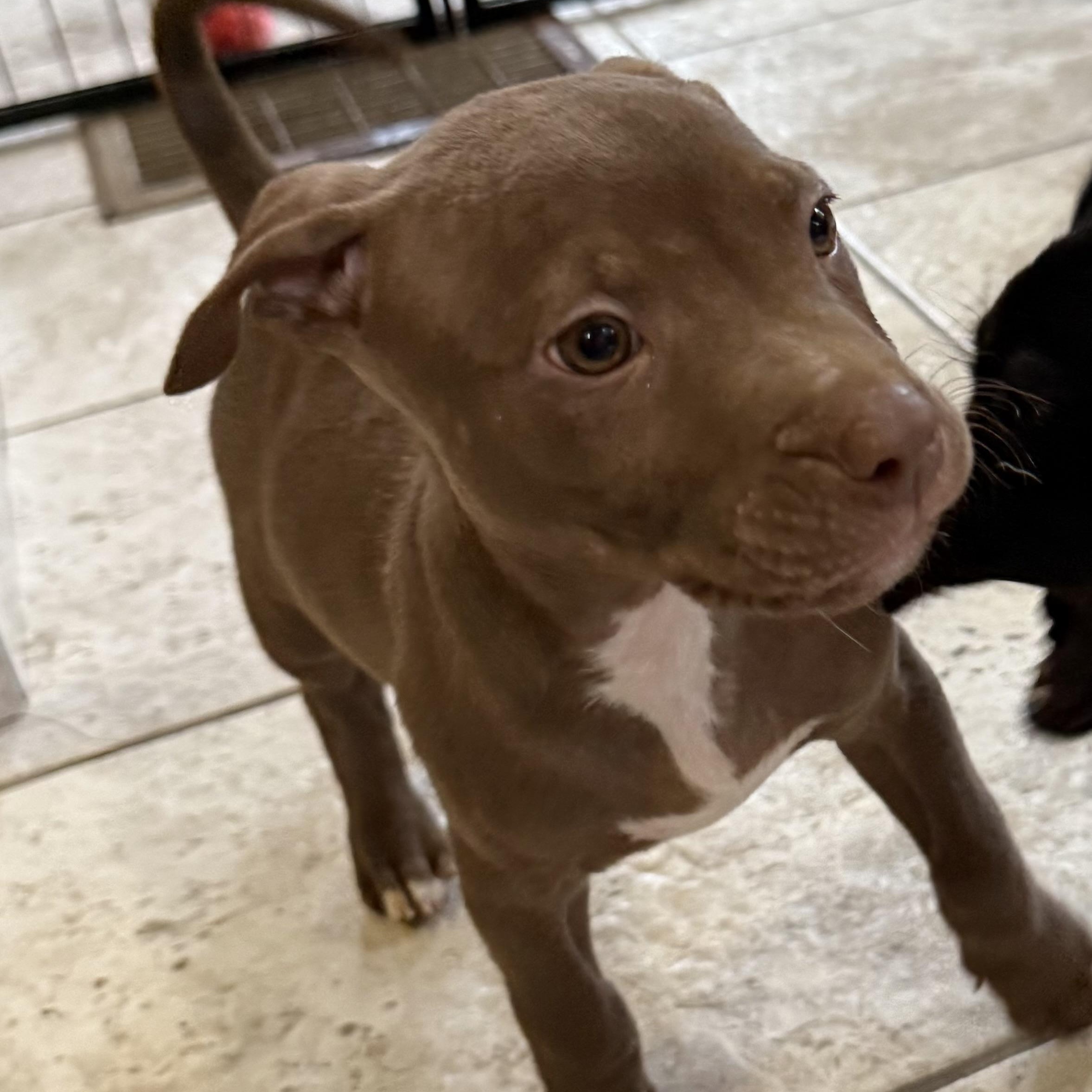 Enlarge Bram, a Adoptable mixed breed in Kentwood, MI image 6/6