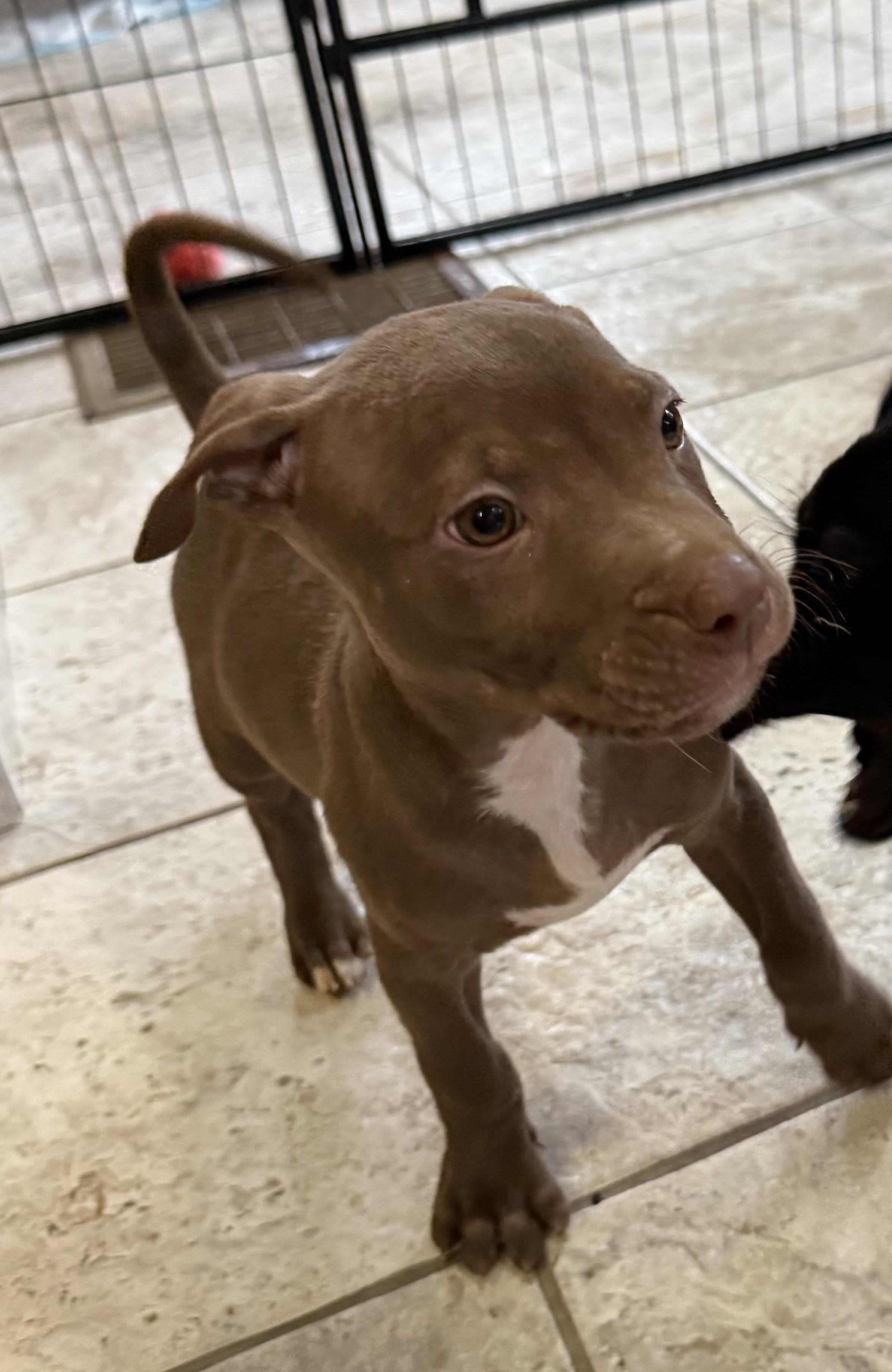 Enlarge Bram, a Adoptable mixed breed in Kentwood, MI image 6/6