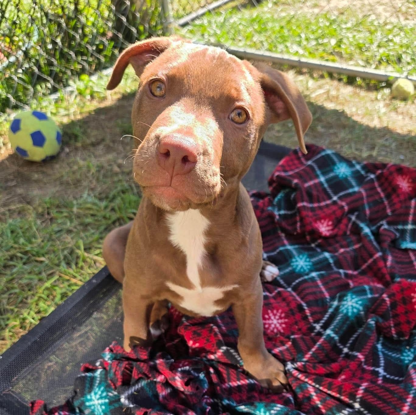 Enlarge Bram, a Adoptable mixed breed in Kentwood, MI image 3/6