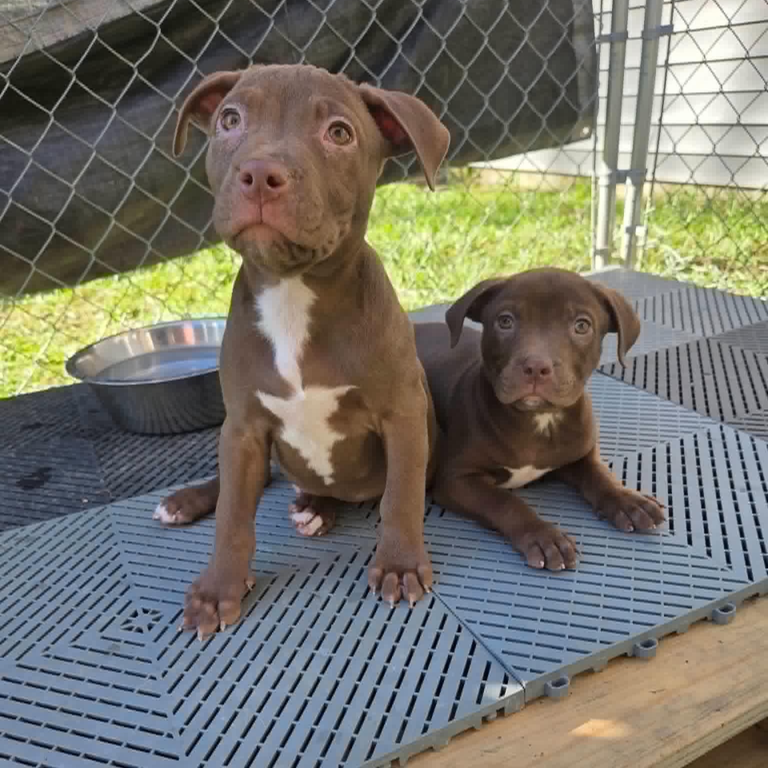 Bram, Adoptable, Puppy Male Terrier & Labrador Retriever.