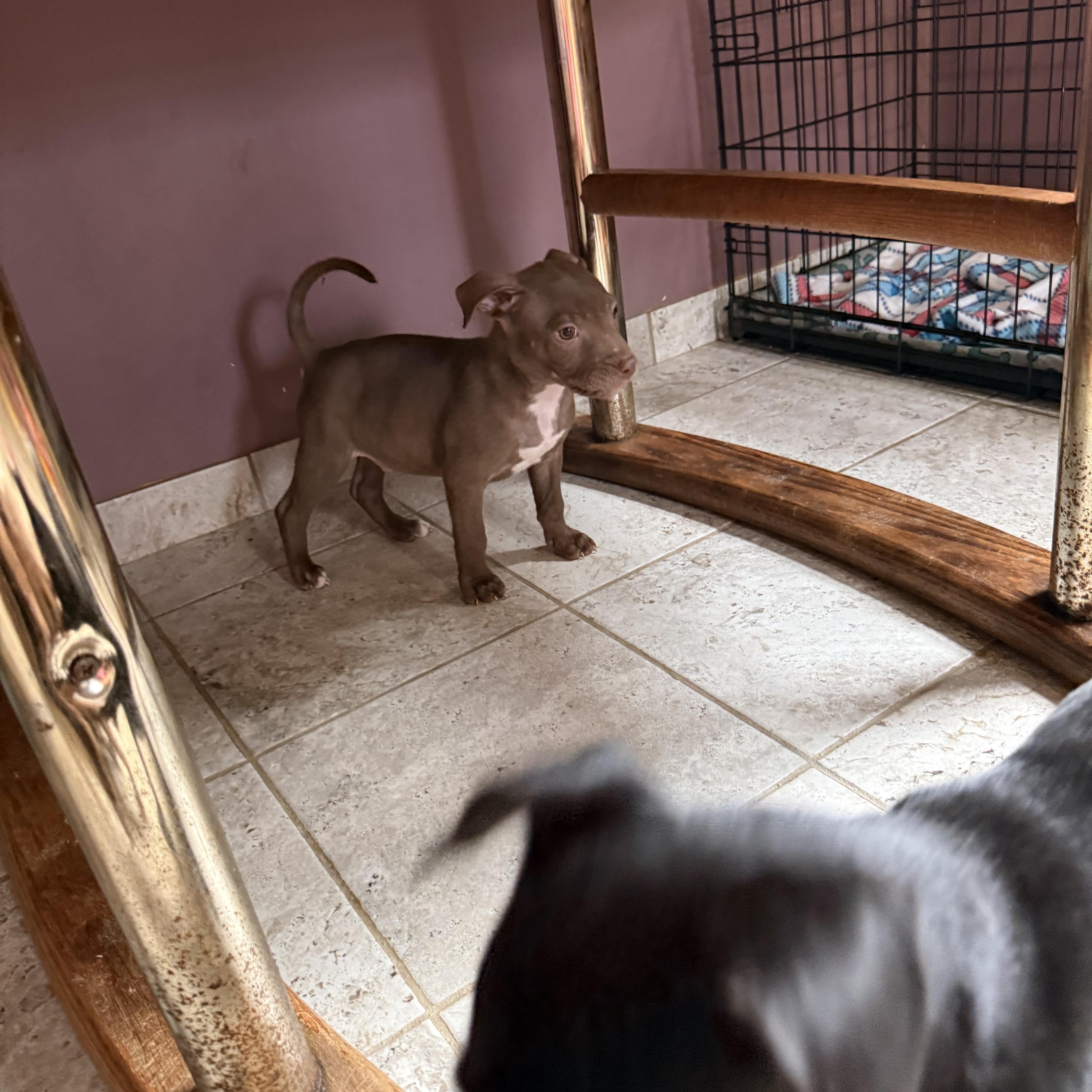 Enlarge Bram, a Adoptable mixed breed in Kentwood, MI image 5/6
