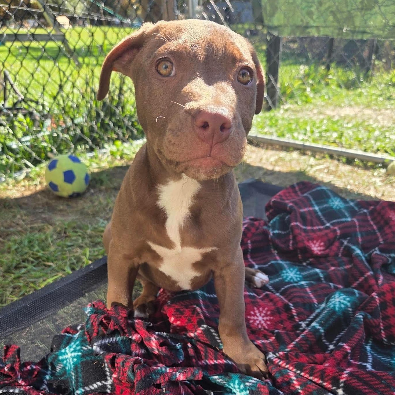 Enlarge Bram, a Adoptable mixed breed in Kentwood, MI image 2/6