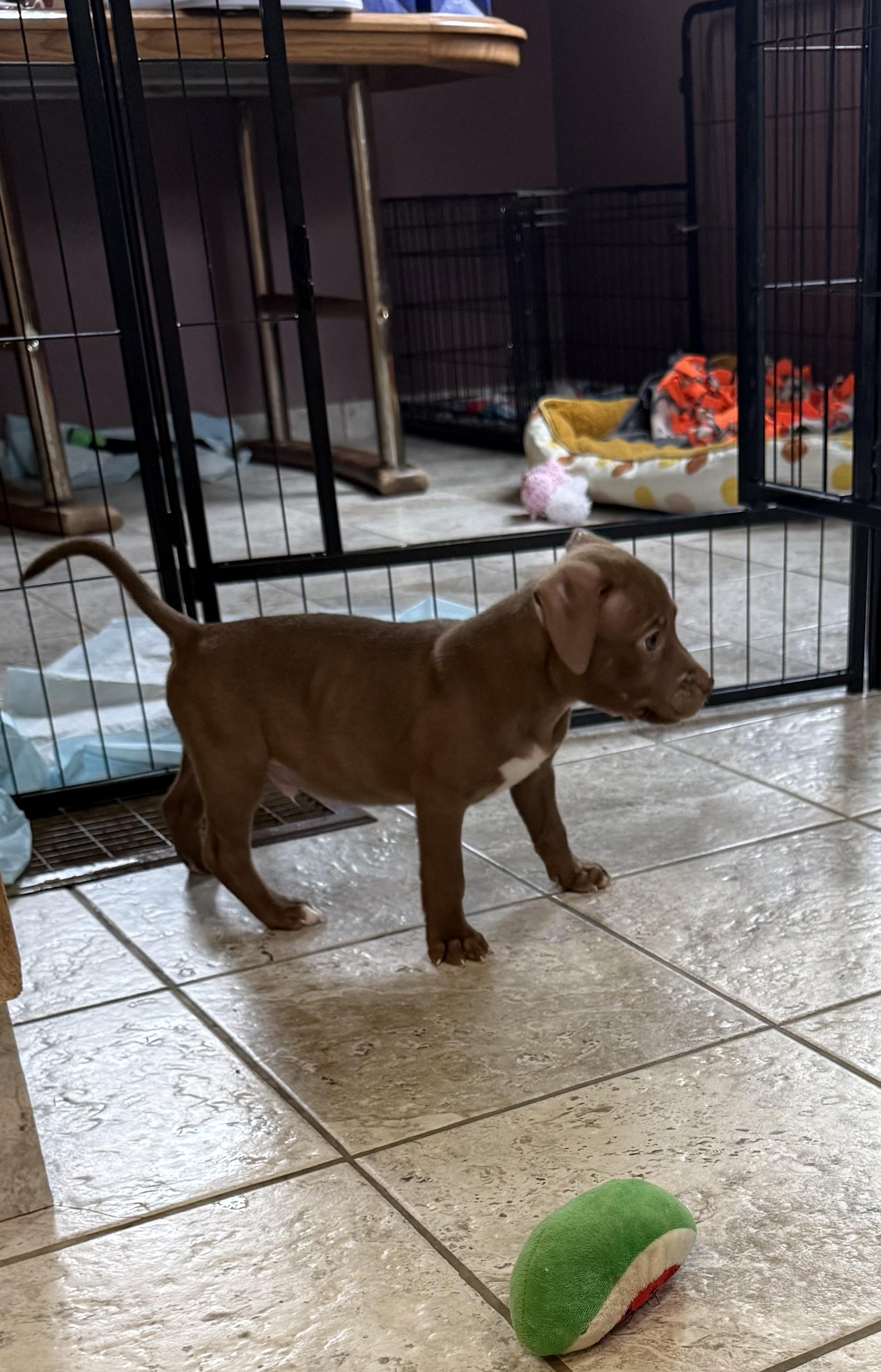 Enlarge Bram, a Adoptable mixed breed in Kentwood, MI image 4/6