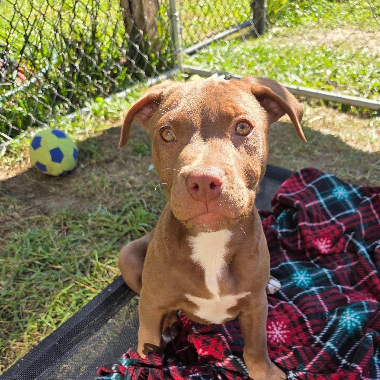 Bram, Adoptable, Puppy Male Terrier & Labrador Retriever.
