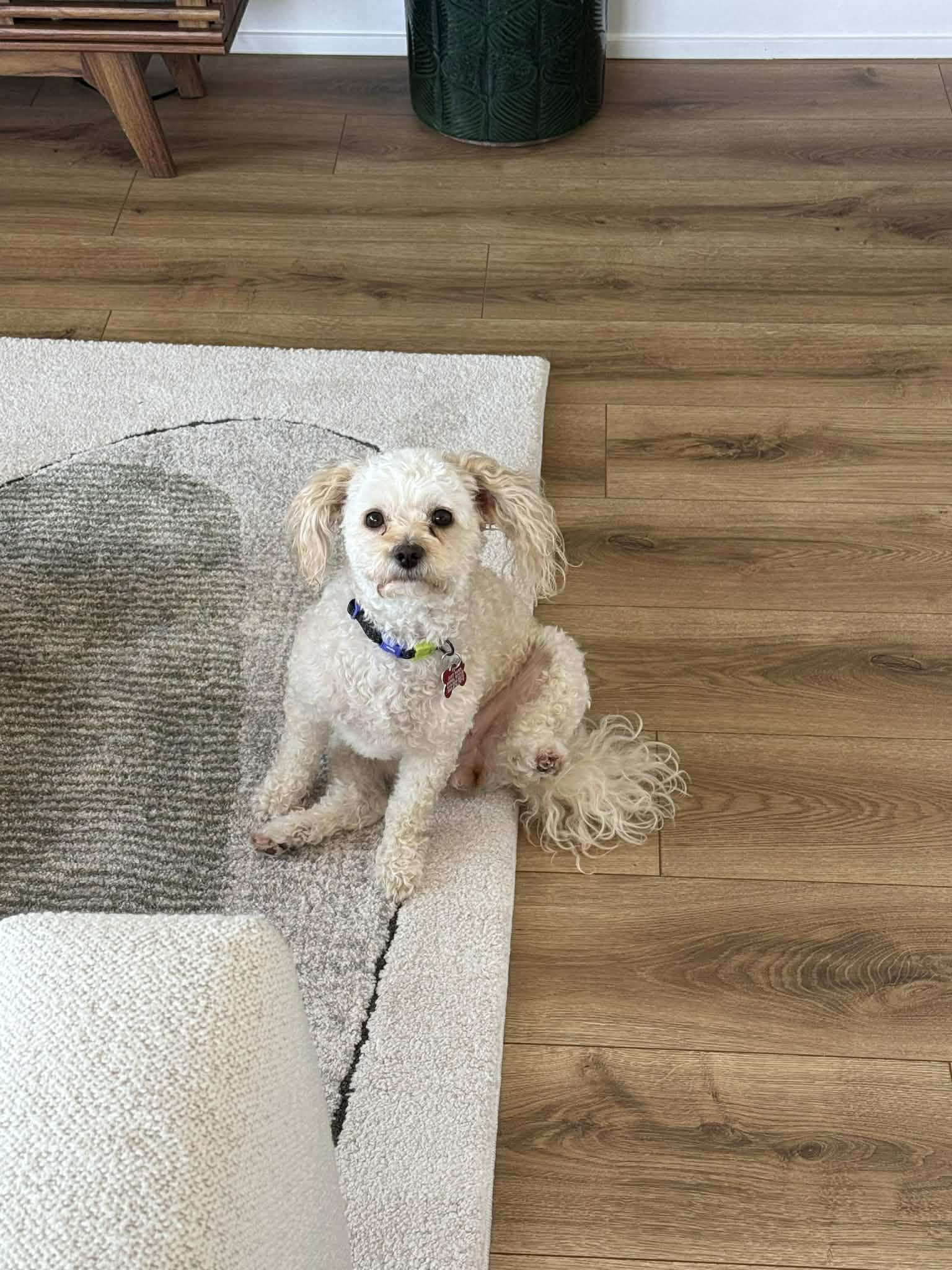 BUNNY, ADOPTABLE, Adult Female Poodle & Shih poo.