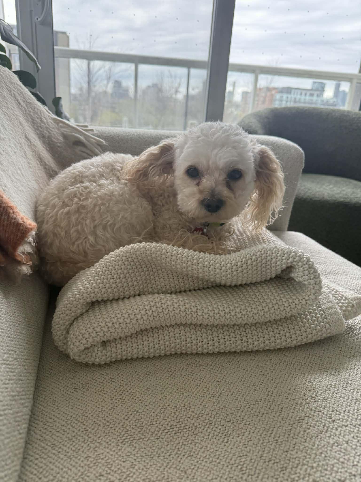 Enlarge BUNNY, a ADOPTABLE mixed breed in Richmond Hill , ON image 4/4