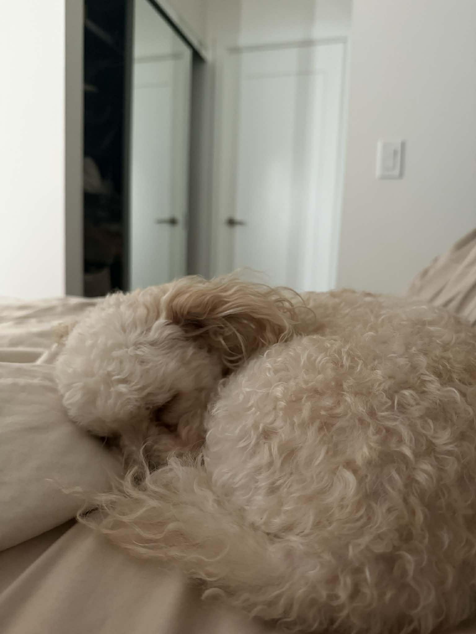 Enlarge BUNNY, a ADOPTABLE mixed breed in Richmond Hill , ON image 2/4