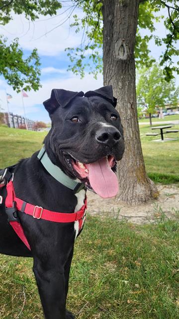 SPAGHETTI, Adoptable, Adult Male Pit Bull Terrier.
