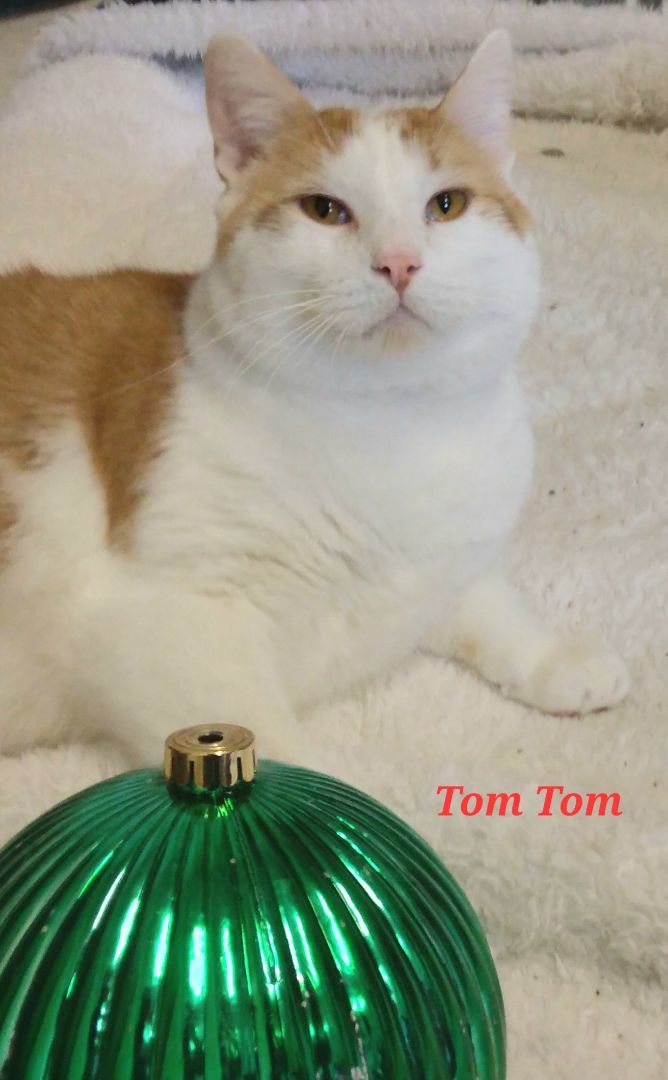 Tom Tom, a Adoptable Domestic Short Hair in Colfax, IA image 1/5