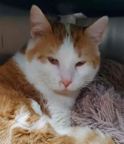 Tom Tom, a Adoptable Domestic Short Hair in Colfax, IA image 2/5