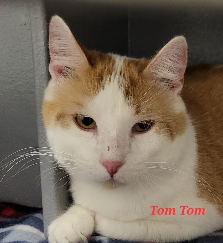 Tom Tom, a Adoptable Domestic Short Hair in Colfax, IA image 3/5
