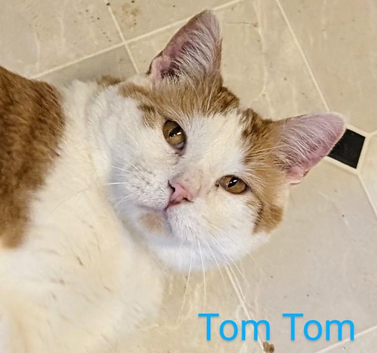 Tom Tom, Adoptable, Adult Male Domestic Short Hair.