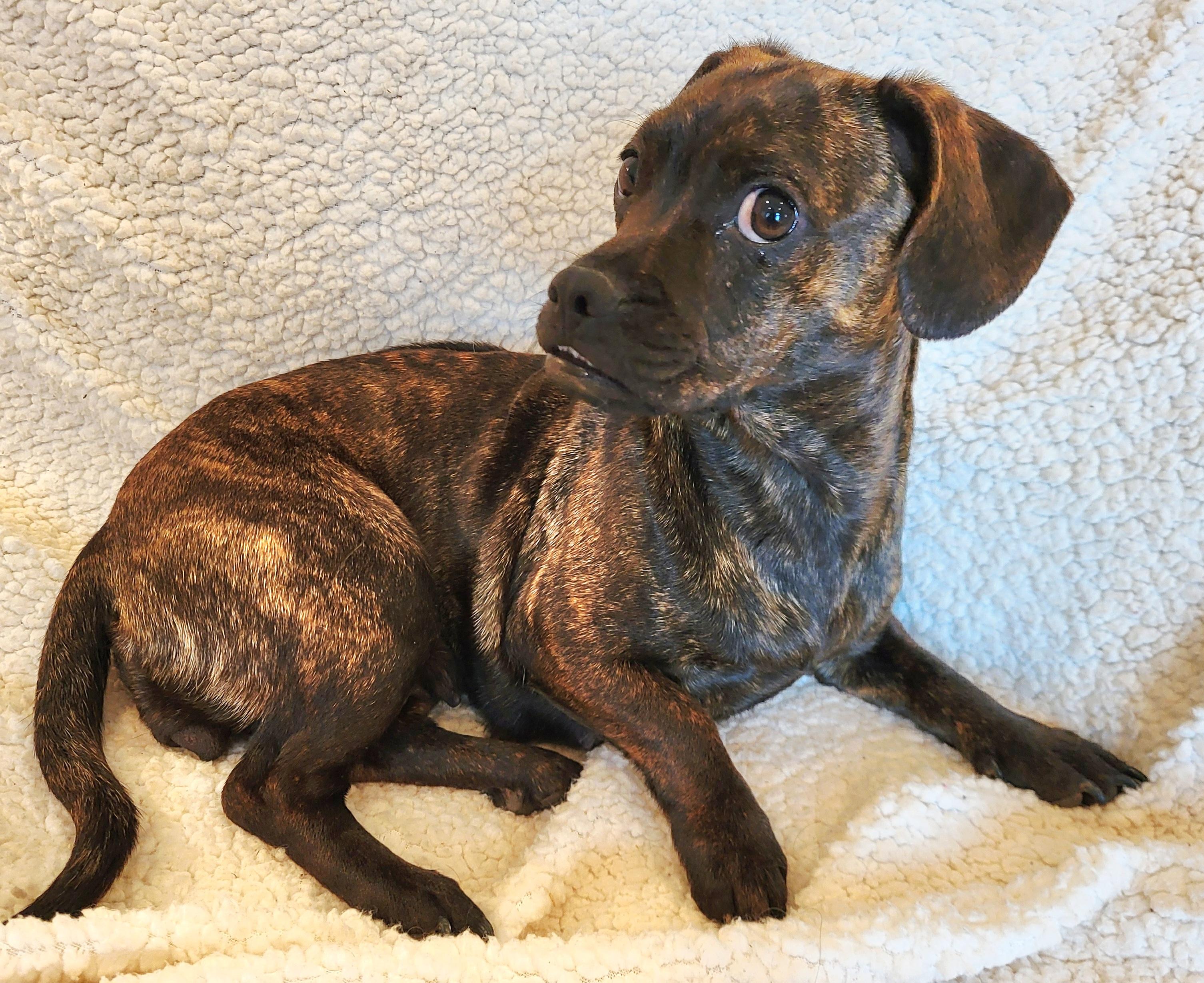 Enlarge PENELOPE (aka Penny), a Adoptable mixed breed in Barium Springs, NC image 3/5