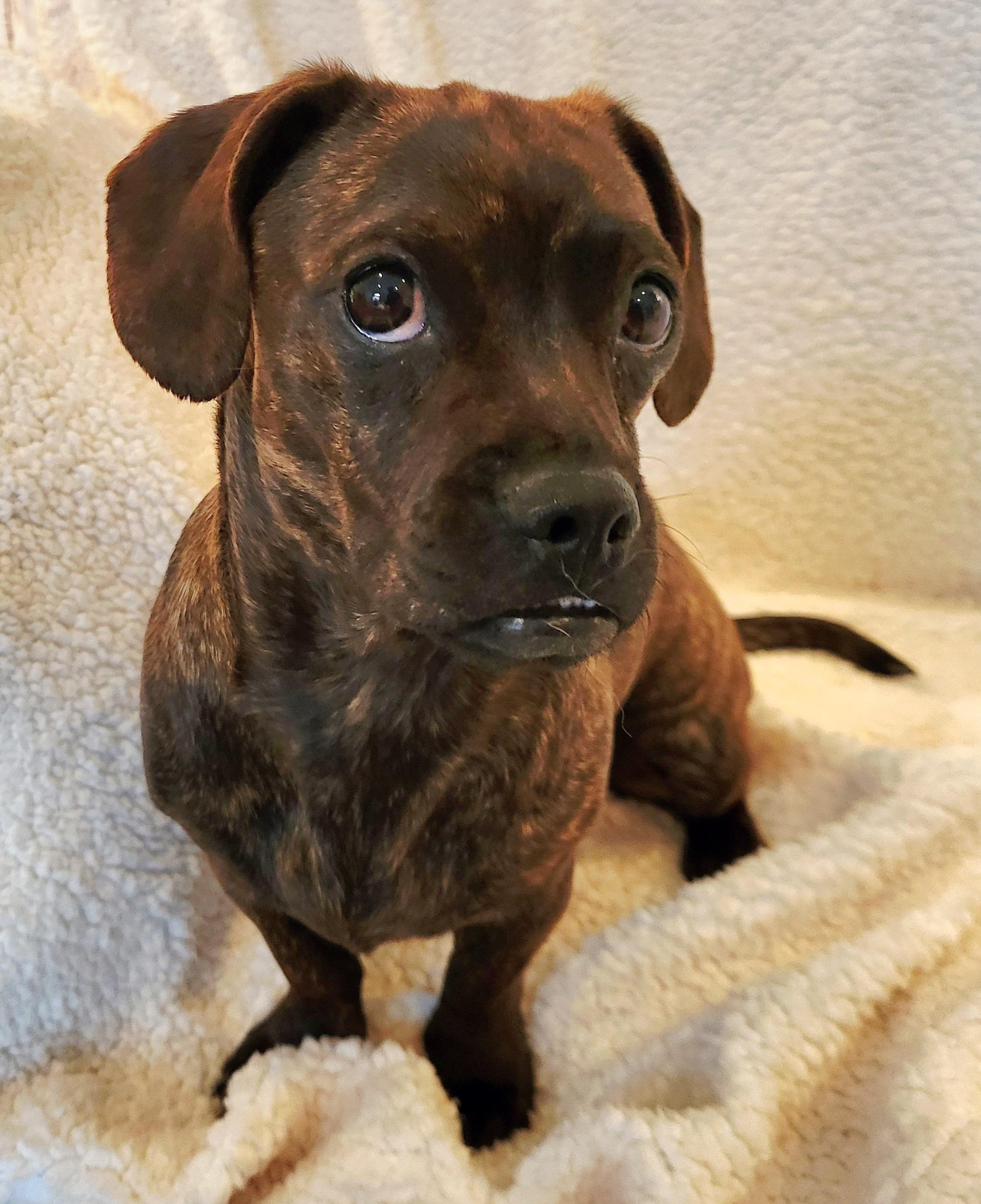 PENELOPE (aka Penny), Adoptable, Young Female Dachshund & Pug.