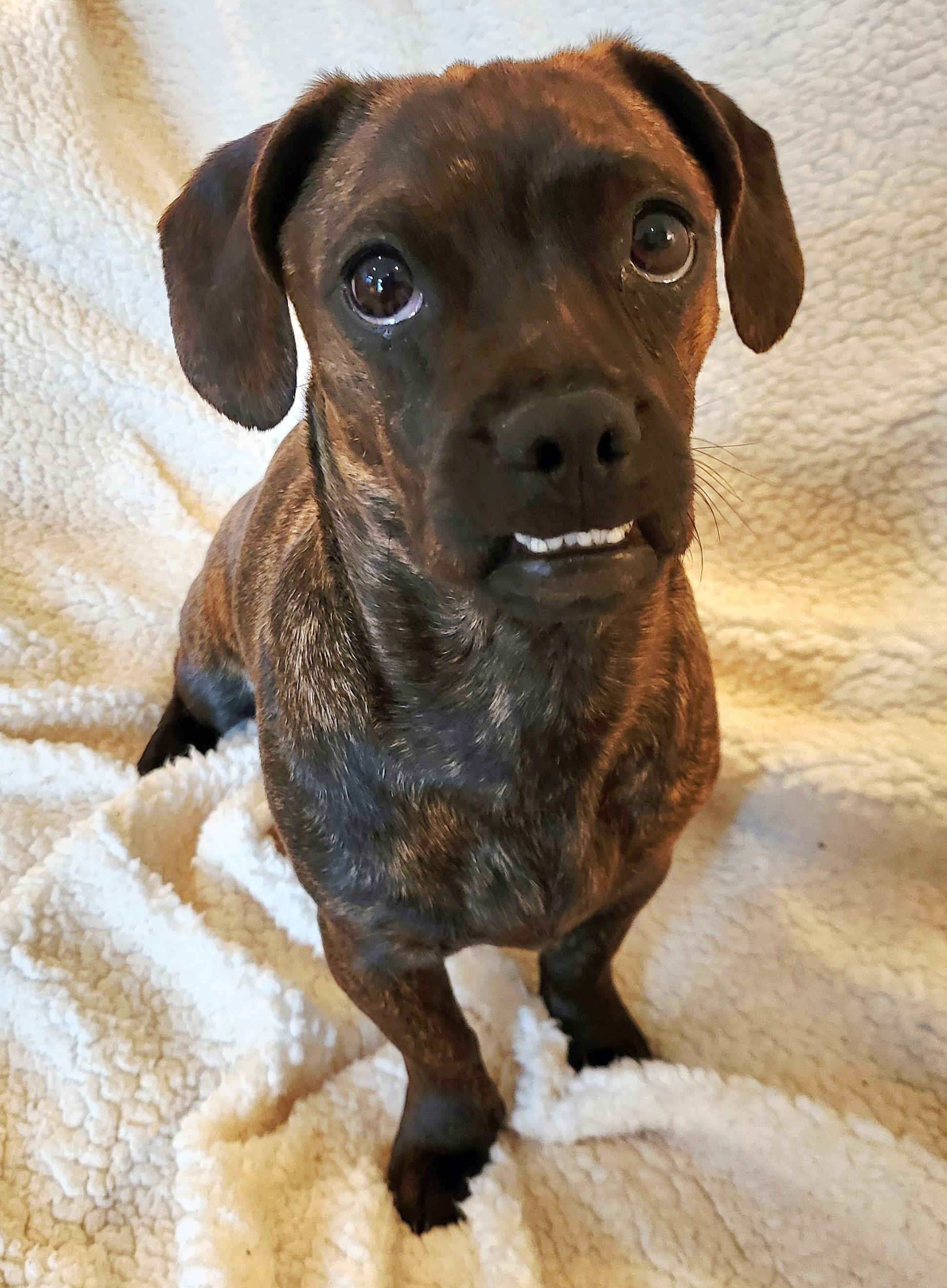 Enlarge PENELOPE (aka Penny), a Adoptable mixed breed in Barium Springs, NC image 5/5