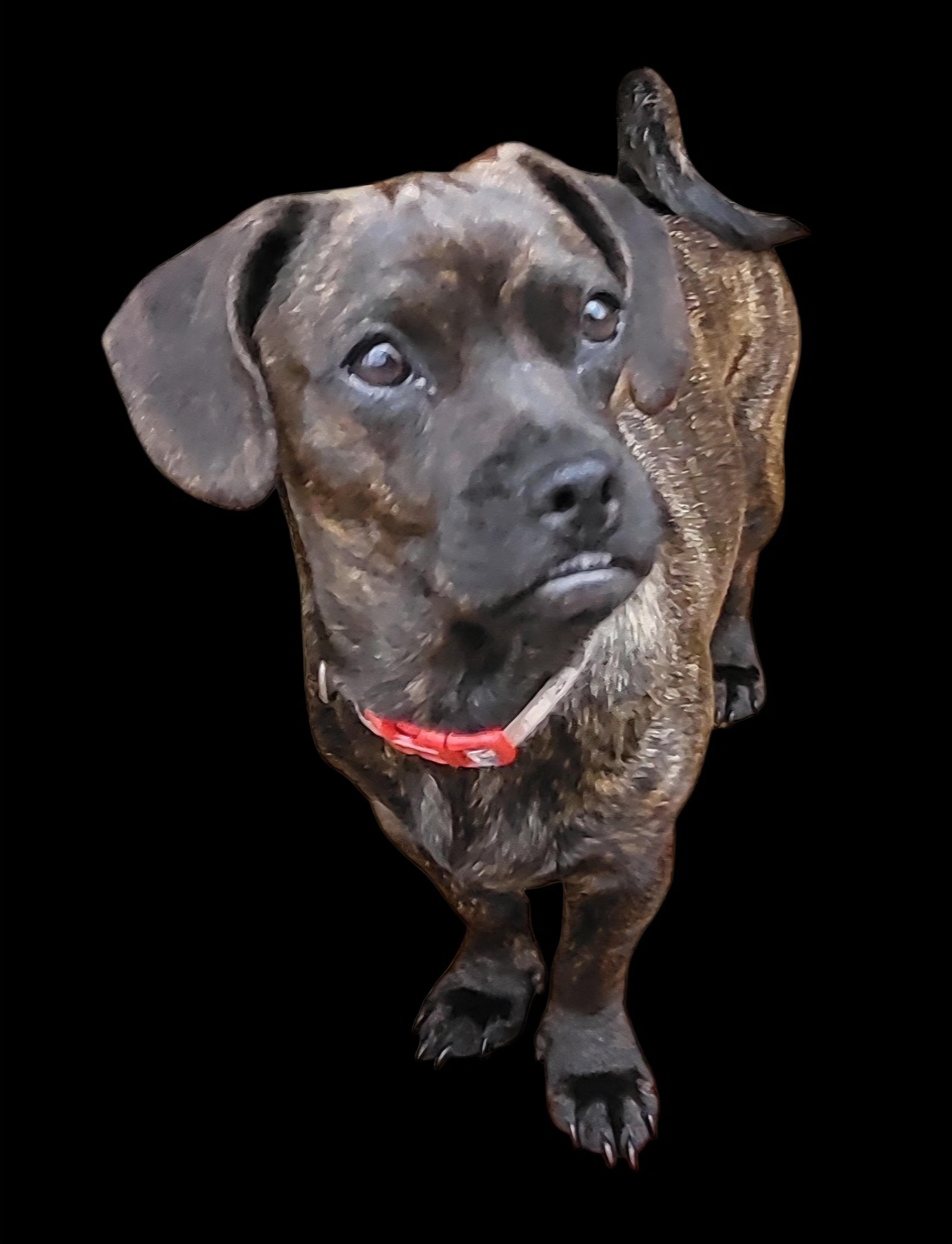 Enlarge PENELOPE (aka Penny), a Adoptable mixed breed in Barium Springs, NC image 1/5