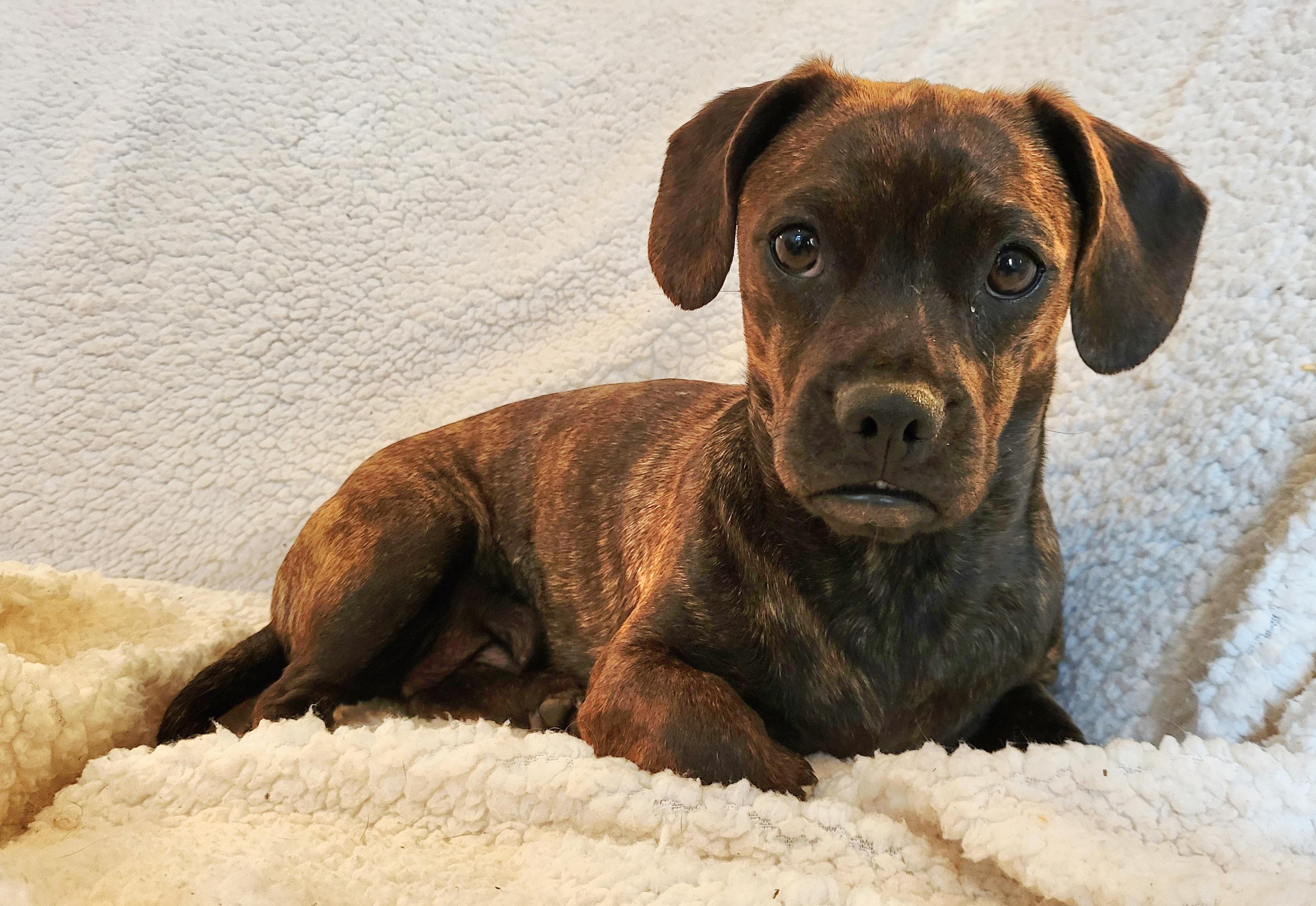 Enlarge PENELOPE (aka Penny), a Adoptable mixed breed in Barium Springs, NC image 4/5