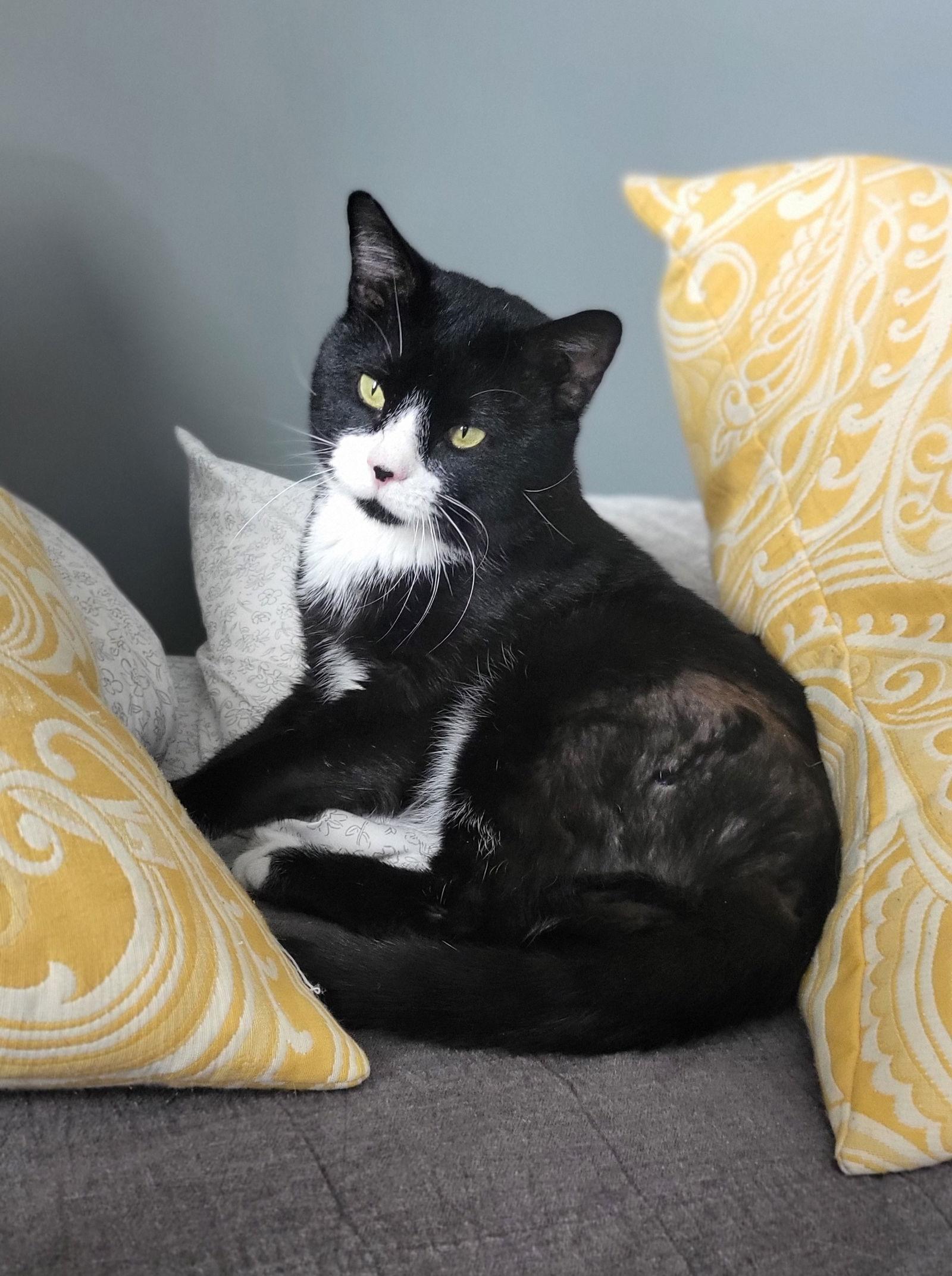 Enlarge Tiny Tim, a Adoptable Domestic Short Hair in Broomall, PA image 1/3