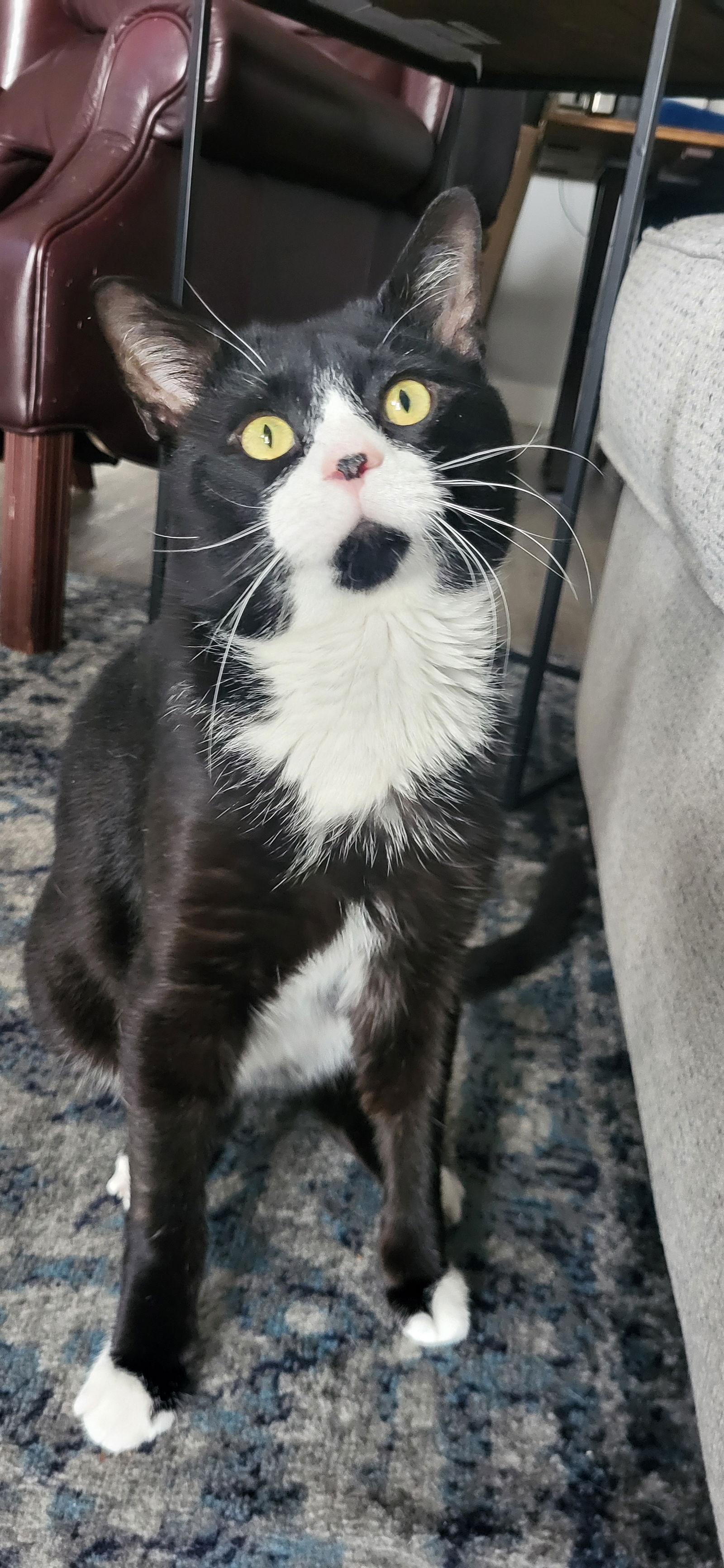 Enlarge Tiny Tim, a Adoptable Domestic Short Hair in Broomall, PA image 2/3