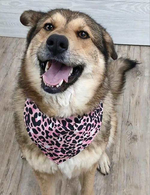 Willow *Available soon*, Adoptable, Young Female German Shepherd Dog.