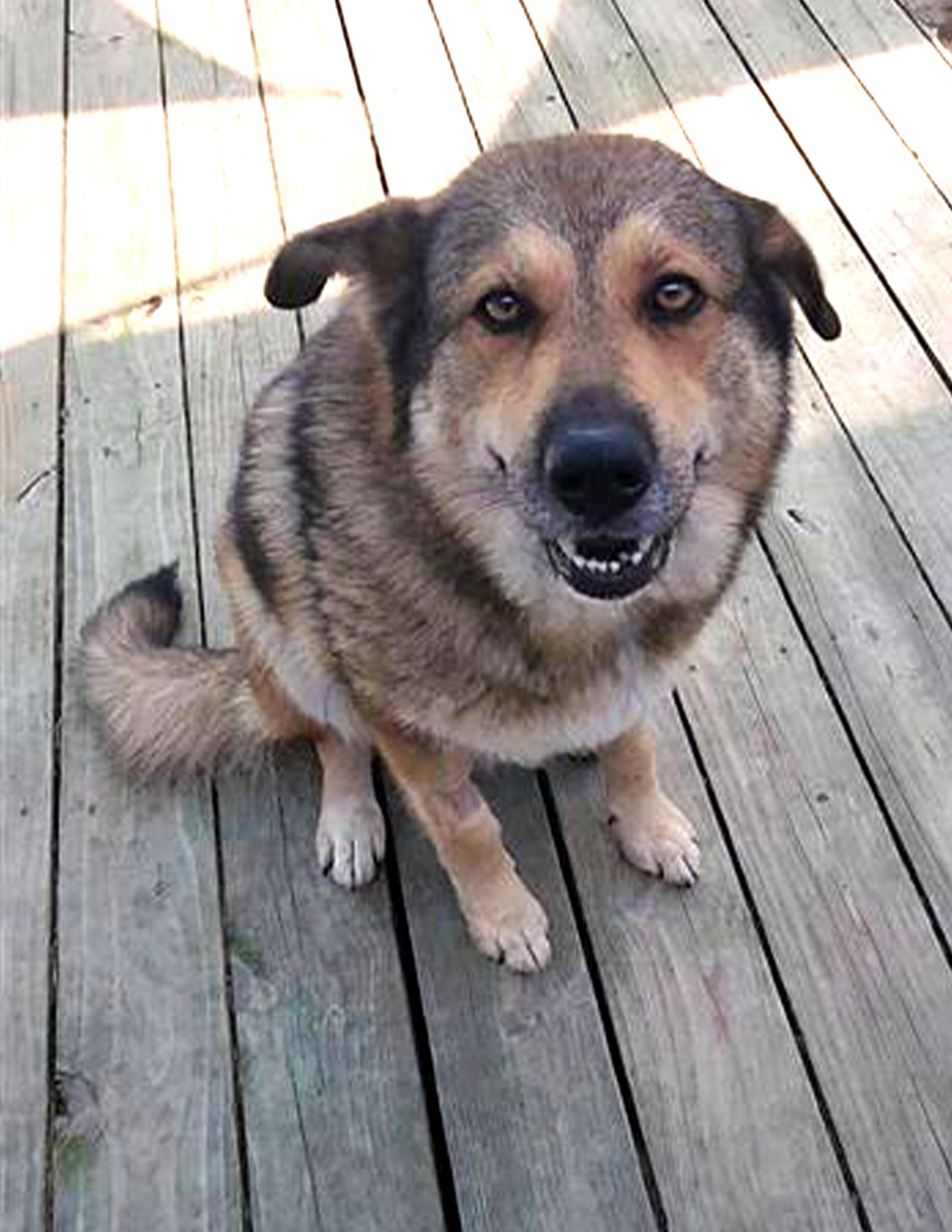 Willow, Adoptable, Young Female German Shepherd Dog.