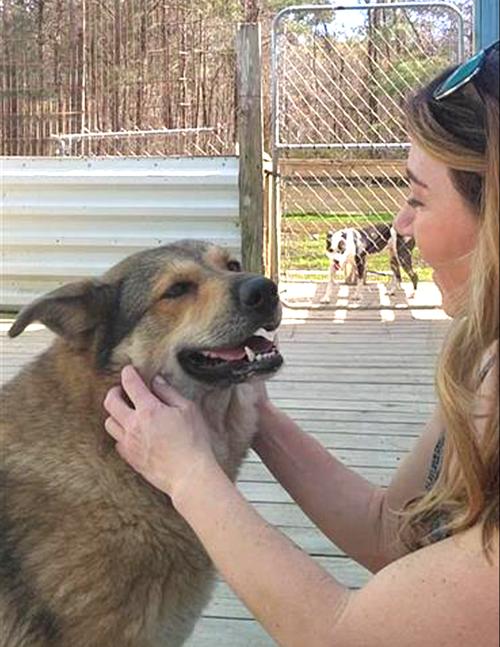 Enlarge Willow, a Adoptable German Shepherd Dog in Winton, NC image 2/3