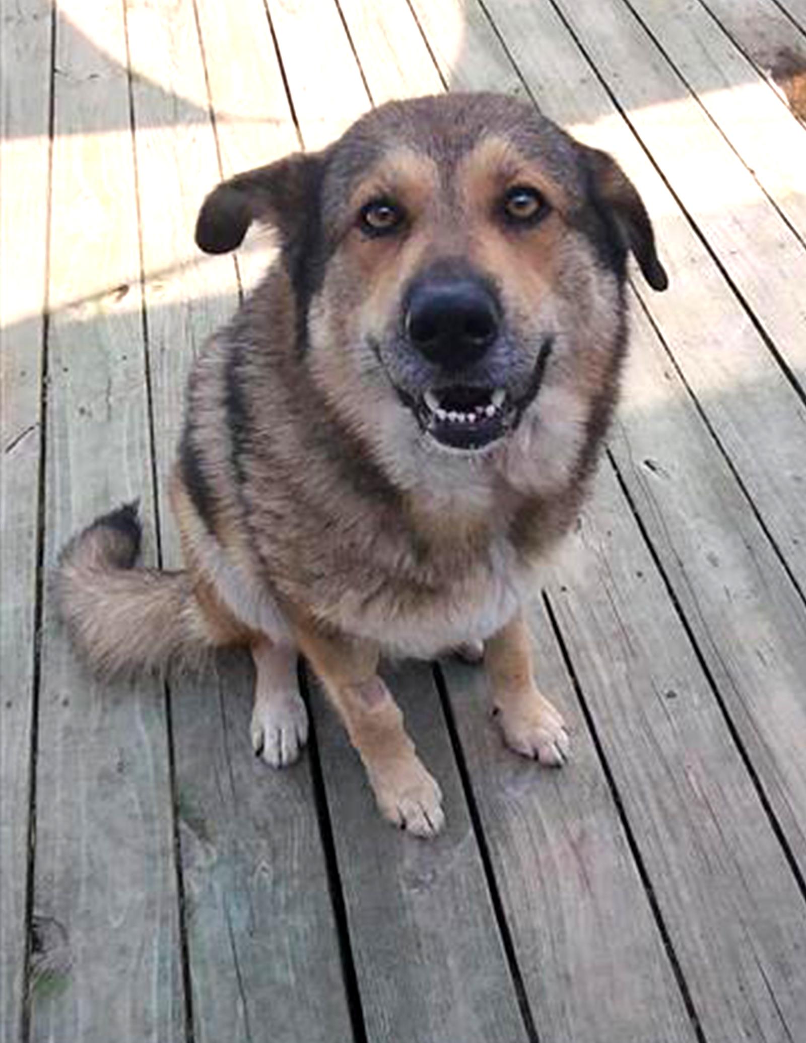 Enlarge Willow, a Adoptable German Shepherd Dog in Winton, NC image 3/3