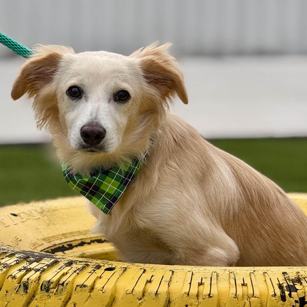 Dexter, an adopted mixed breed in Austin, TX image 3/6