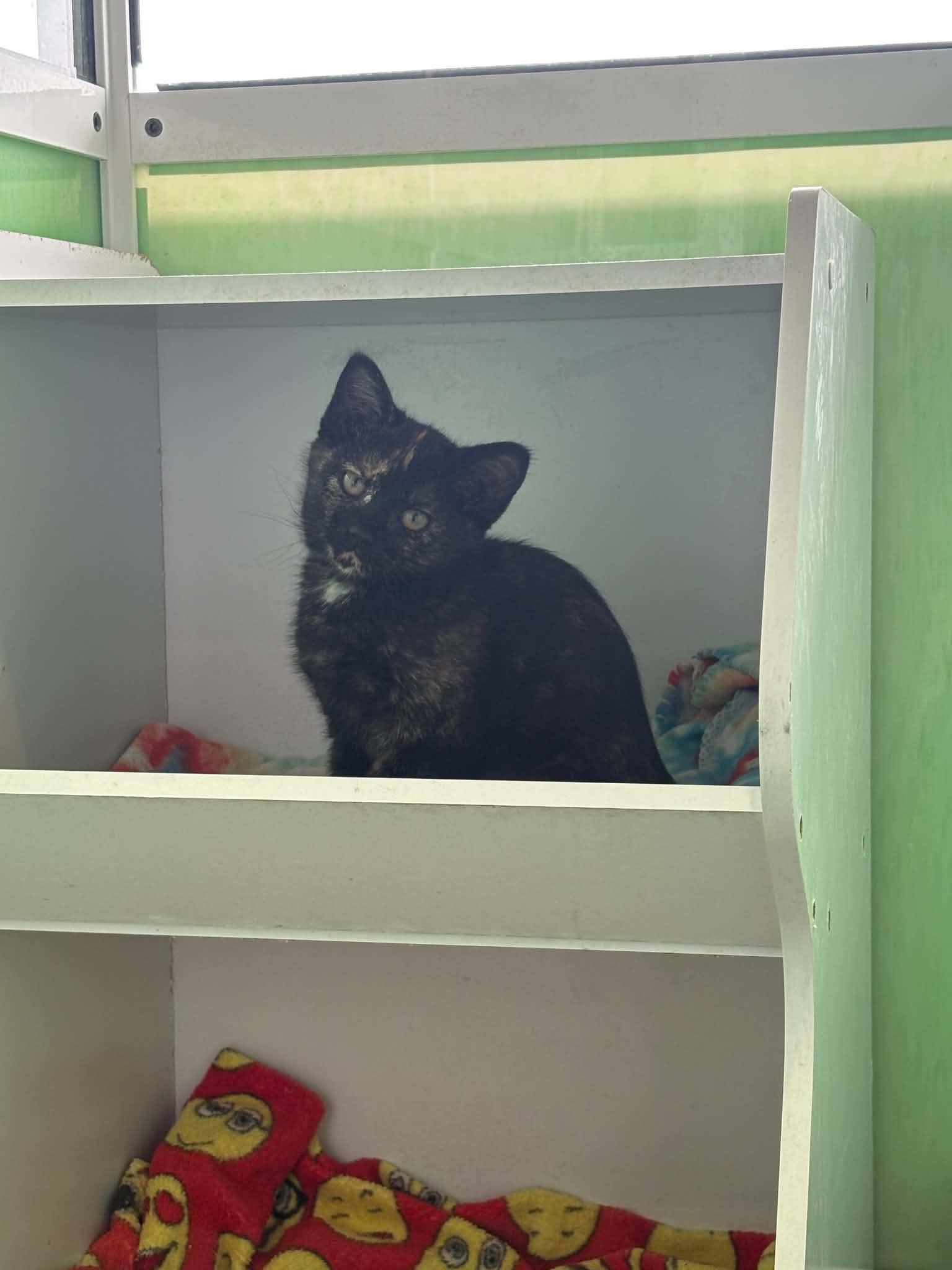 Marcia Brady, ADOPTABLE, Kitten Female American Shorthair.