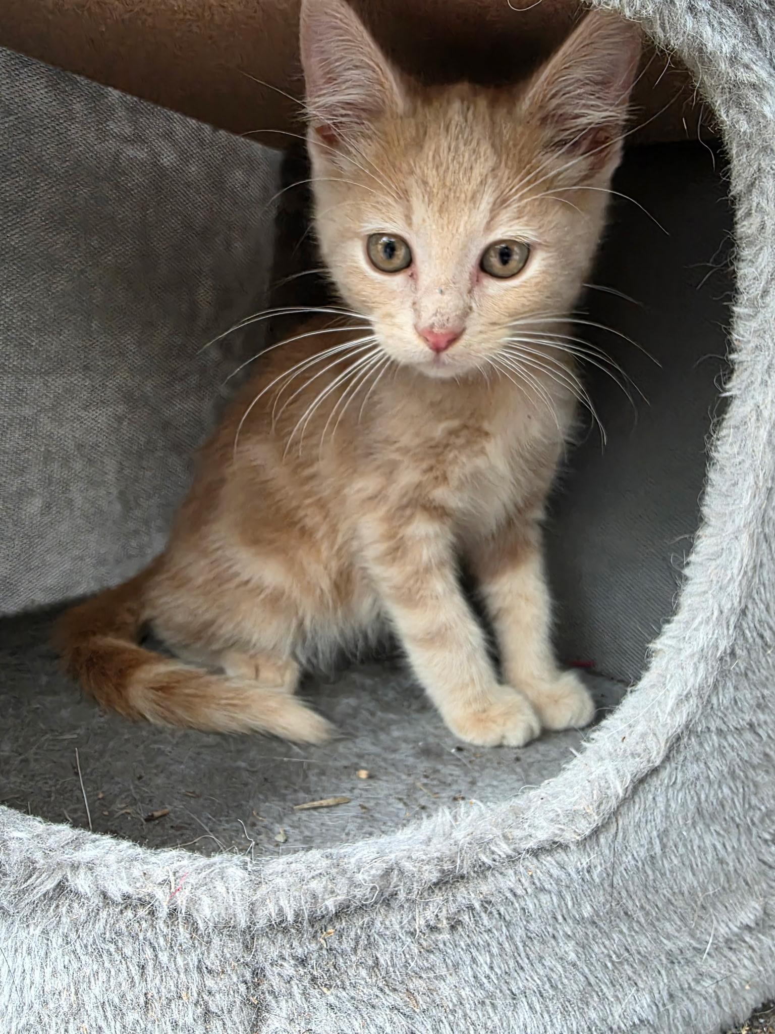 Rusty, ADOPTABLE, Kitten Male Domestic Short Hair.