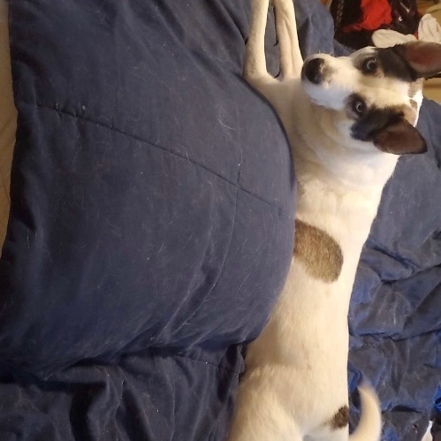 Sabeenah, Adopted, Adult Female Siberian Husky.