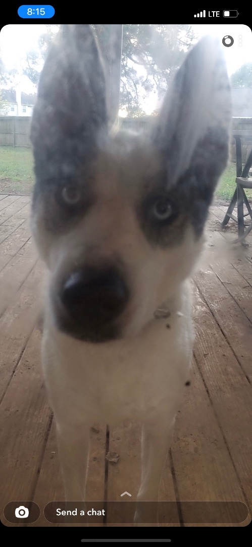 Enlarge Sabeenah, a Adopted mixed breed in Aurora, CO image 2/6