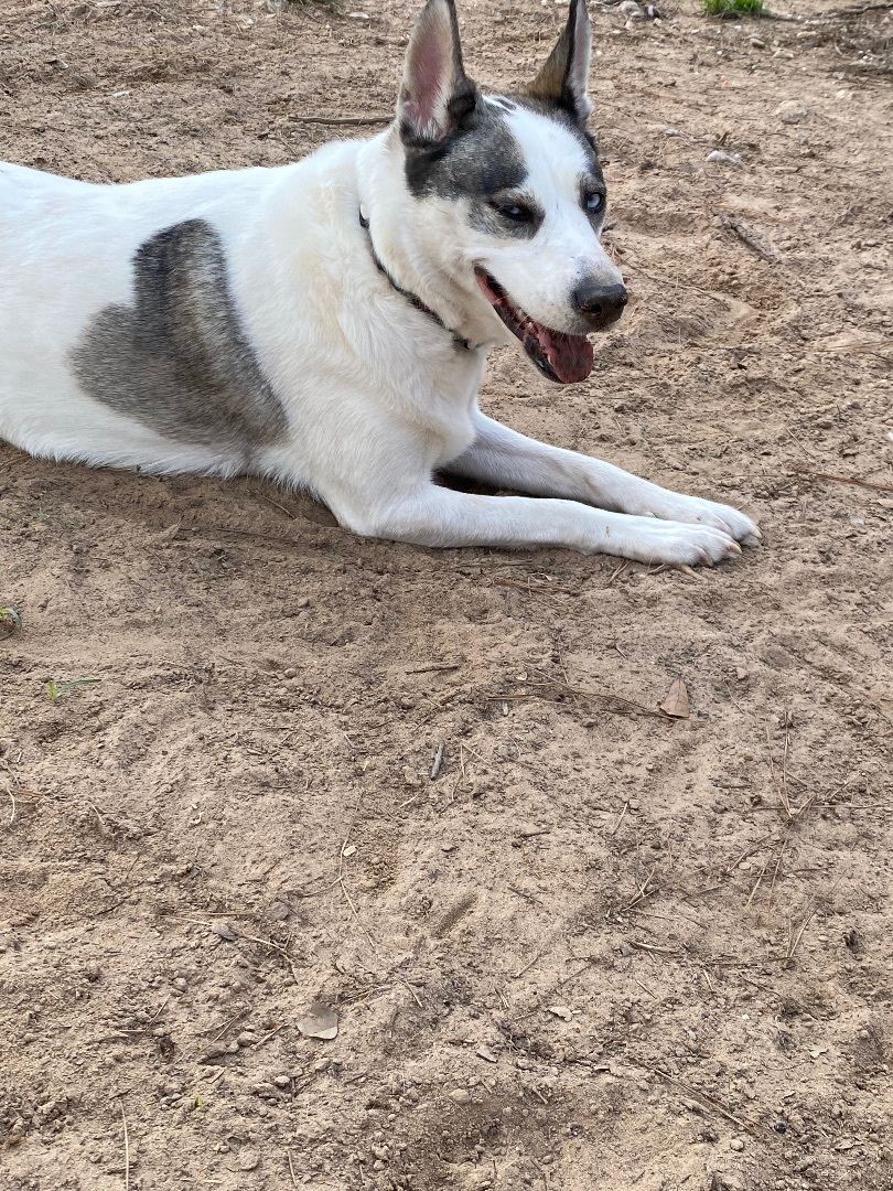 Enlarge Sabeenah, a Adopted mixed breed in Aurora, CO image 3/6