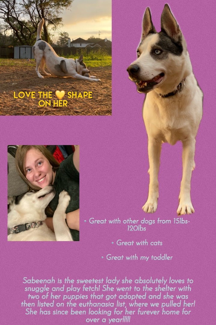 Enlarge Sabeenah, a Adopted mixed breed in Aurora, CO image 4/6