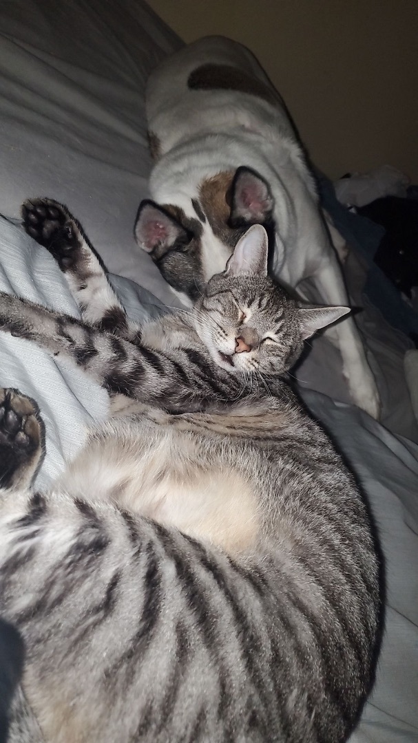 Enlarge Sabeenah, a Adopted mixed breed in Aurora, CO image 5/6