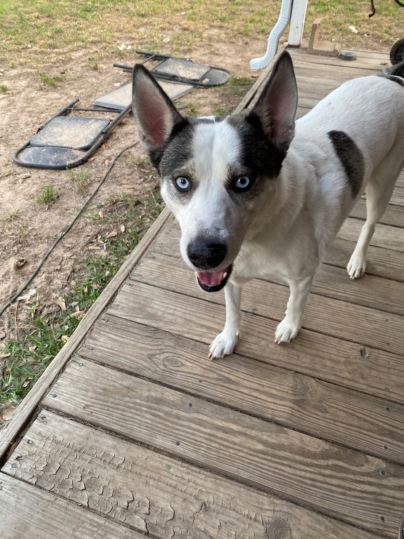 Enlarge Sabeenah, a Adopted mixed breed in Aurora, CO image 6/6