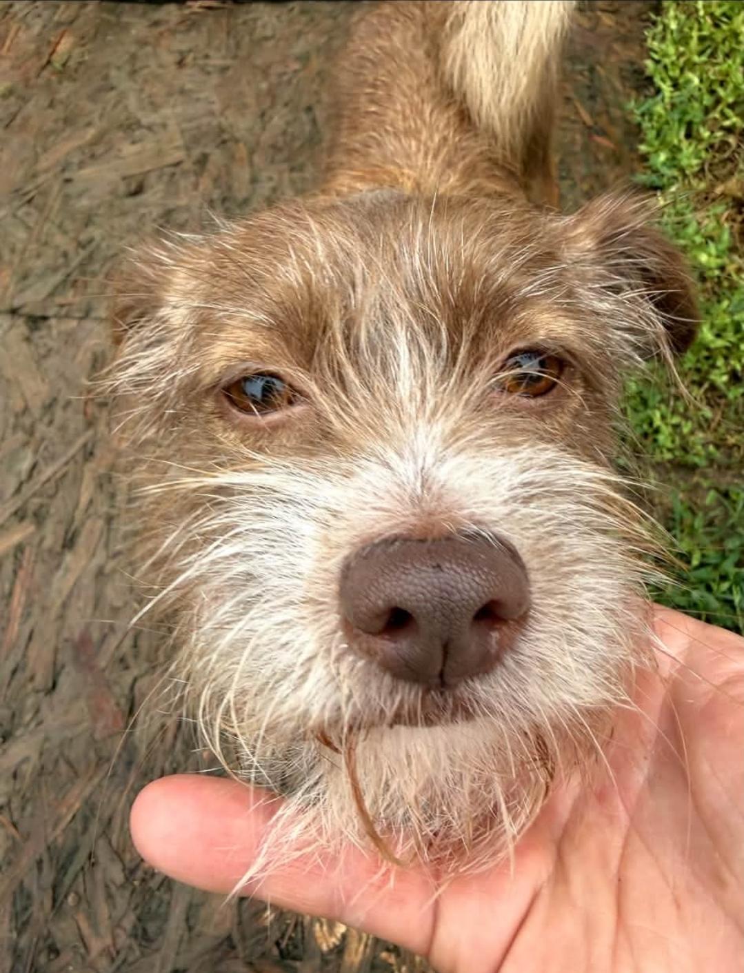 Enlarge Clara, a Adoptable mixed breed in Remus, MI image 2/6