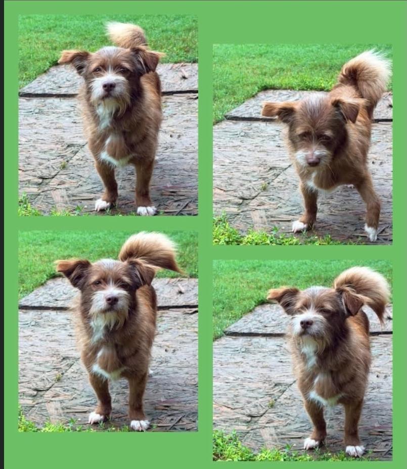 Enlarge Clara, a Adoptable mixed breed in Remus, MI image 6/6