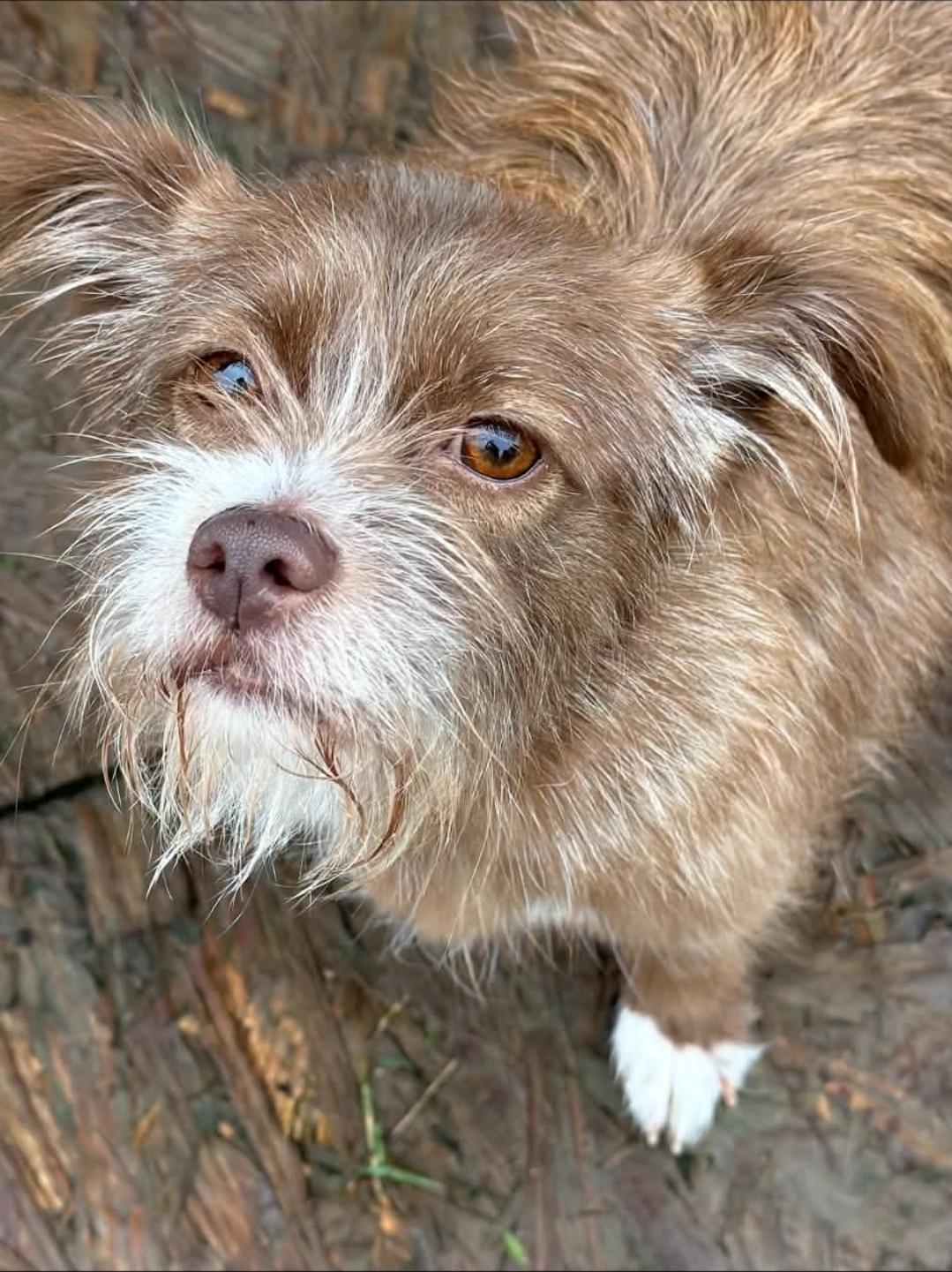 Enlarge Clara, a Adoptable mixed breed in Remus, MI image 3/6