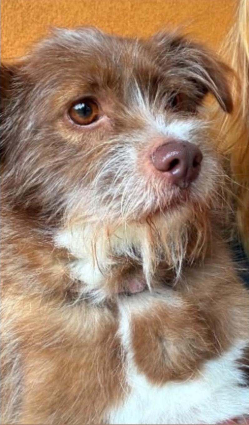Enlarge Clara, a Adoptable mixed breed in Remus, MI image 4/6