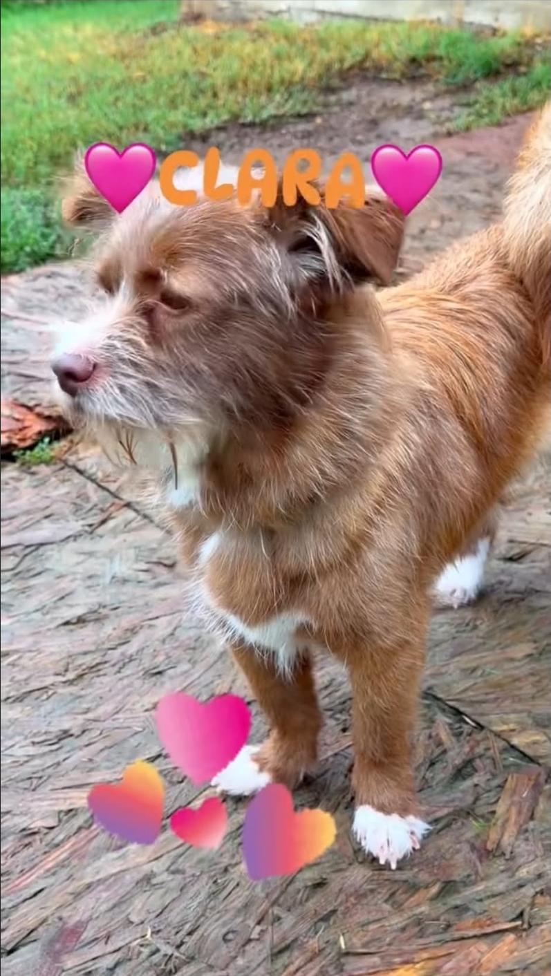 Enlarge Clara, a Adoptable mixed breed in Remus, MI image 5/6