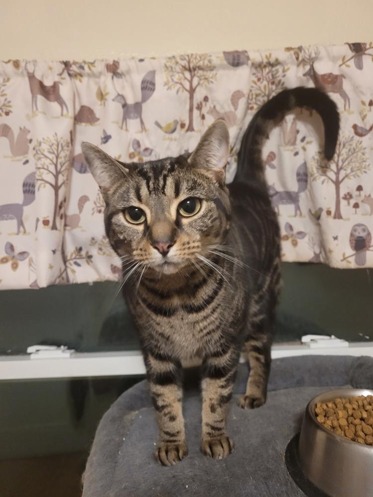 Saturn, a Adoptable Domestic Short Hair in Dayton, OH image 2/6