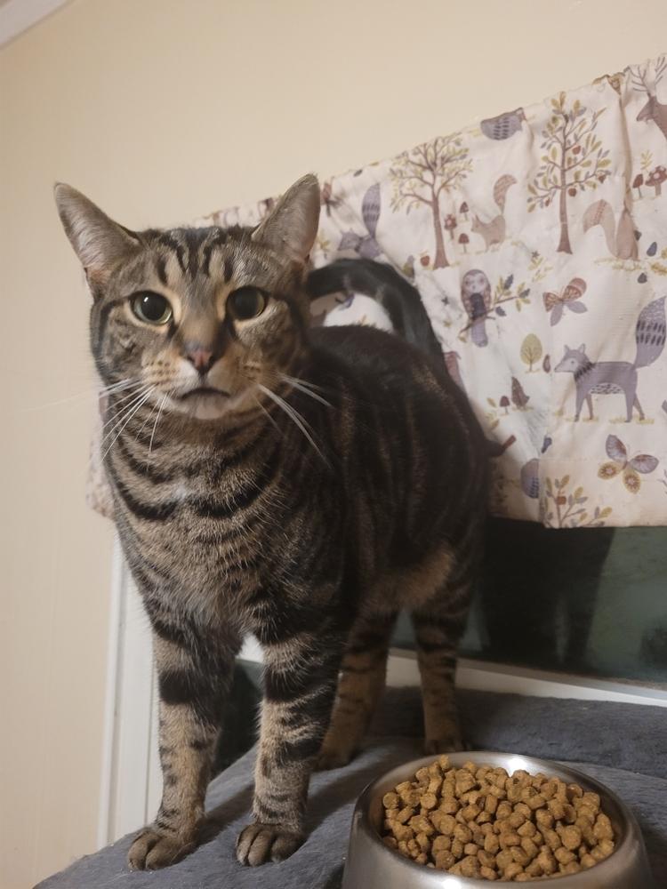 Saturn, a Adoptable Domestic Short Hair in Dayton, OH image 3/6