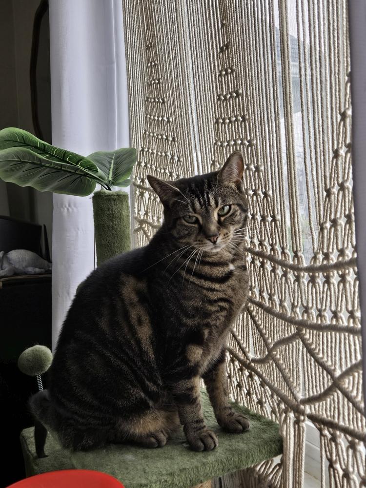 Saturn, a Adoptable Domestic Short Hair in Dayton, OH image 4/6