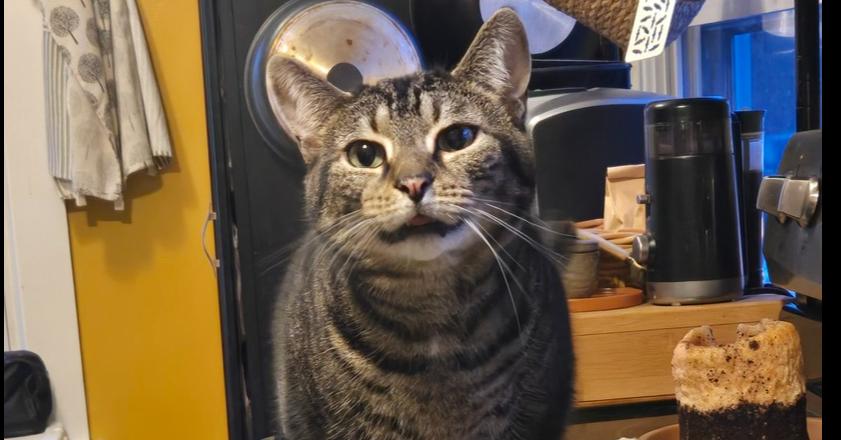 Saturn, a Adoptable Domestic Short Hair in Dayton, OH image 5/6